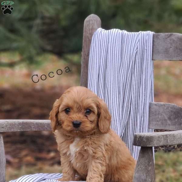 Cocoa, Cavapoo Puppy